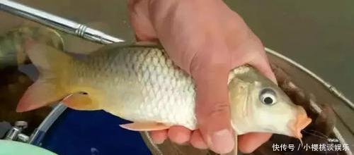  『鲤鱼』鲤鱼吃饵不上钩用了这些饵料后，钩都拔不出来！