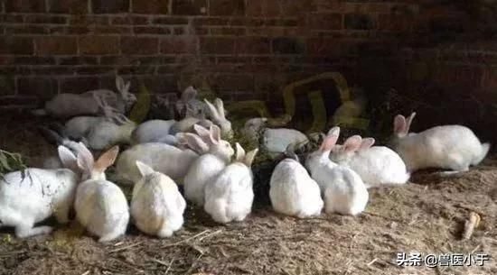 禁养区设立，养殖用地难申请？新政策发布，农民不用愁了