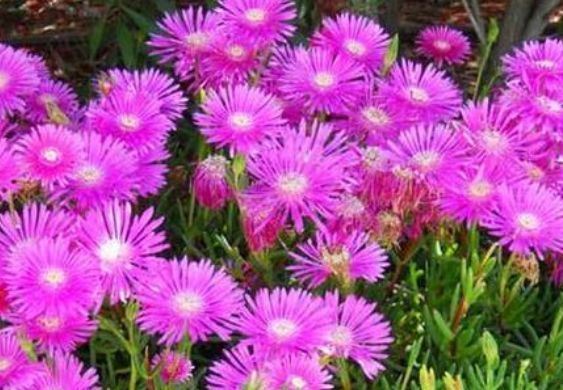  「花大」新手养花,不如养盆花中精品“松叶菊”,花大