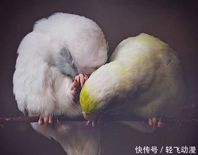 【撩心】情话最撩心短句,说给你最爱的人听吧