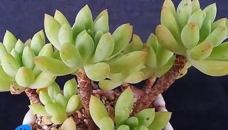  『静夜』这20种美丽的多肉，竟都是静夜的后代！静夜还真是个多情种呢！