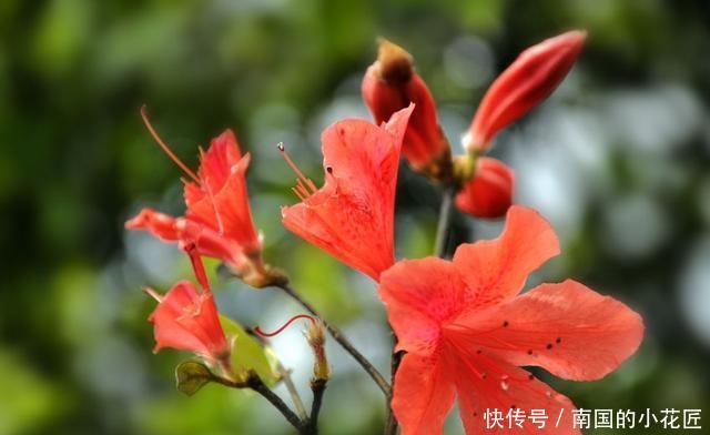 『花园』3种花绚烂漂亮,好养易活爆盆简单,四季都能赏花,养出小花园