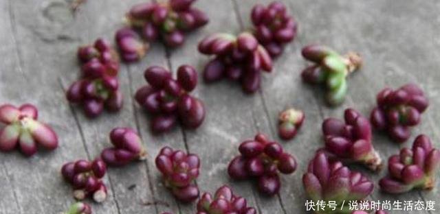  『像太阳花』多肉紫米粒，繁殖最容易，一粒变一群，3个月溢出盆