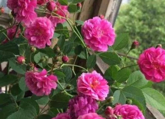 「爆香紫」“4种花”花朵硕大、花期长,一开就是300天,观叶又赏花!