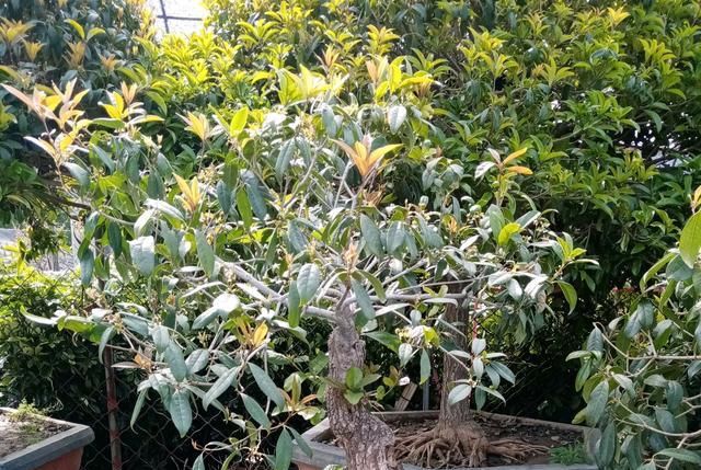  闷根■阳台上怎么养桂花?快掉光叶的桂花盆栽,做到3点,新芽使劲窜