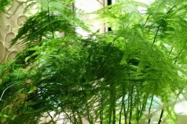  【蒸发量】文竹度夏这样养，不黄叶烂根，郁郁葱葱惹人爱