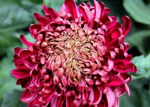  『洋桔梗』庭院养花，不如养盆“菊中珍品”墨菊，花色如墨，高贵典雅！值！