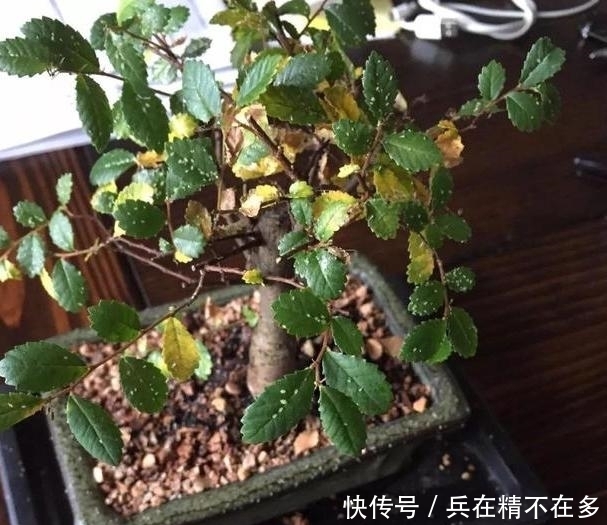『夏季』夏季养花,飞虫成了家中常客?学会防治手段,它们不再嗡嗡作响