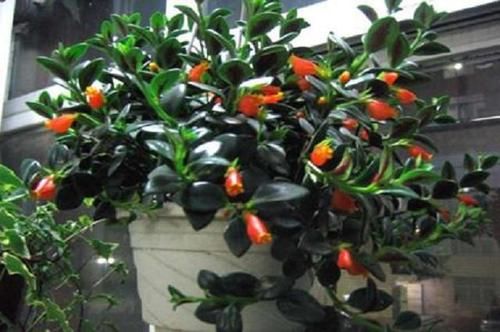  「艳丽」乡间趣事！此花比玫瑰艳丽，比桂花香浓，最适宜此时栽种，100天即可开花！