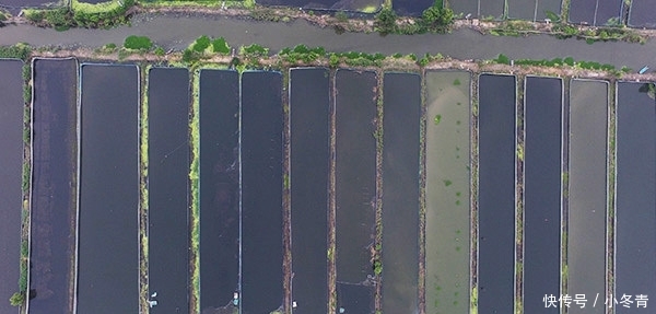 “黑水”过境！江苏泗洪万亩养殖螃蟹死绝，渔民痛哭