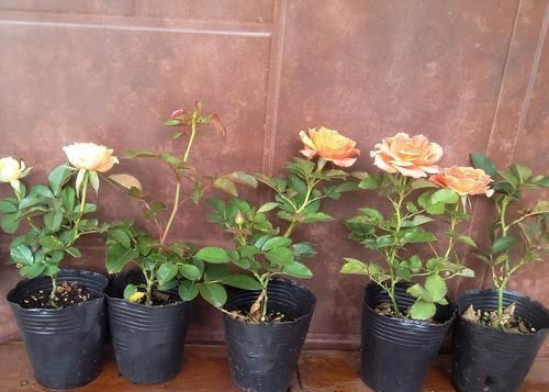  「营养」月季扦插的弱苗怎样养壮实？营养是关键，光照不能少，养根是基本