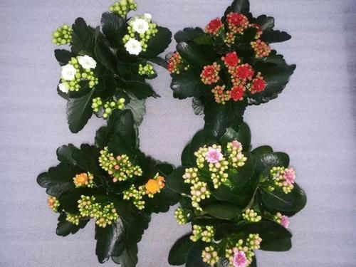 『春节』这些春节前后特受欢迎的观赏花，很适合养成桌面上的盆栽观赏植物