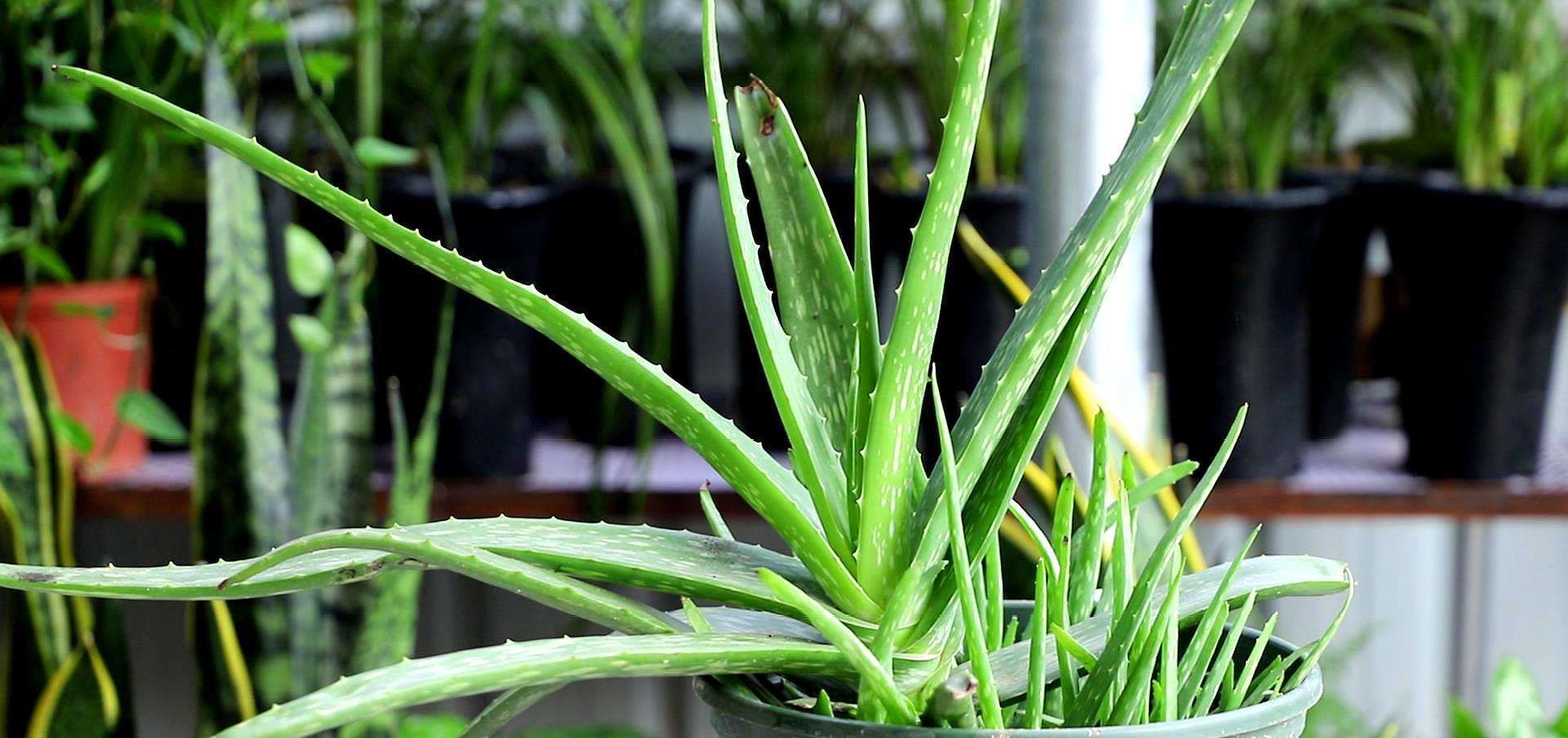  「叶尖」芦荟叶尖干瘪要剪掉吗？芦荟要怎么养护？