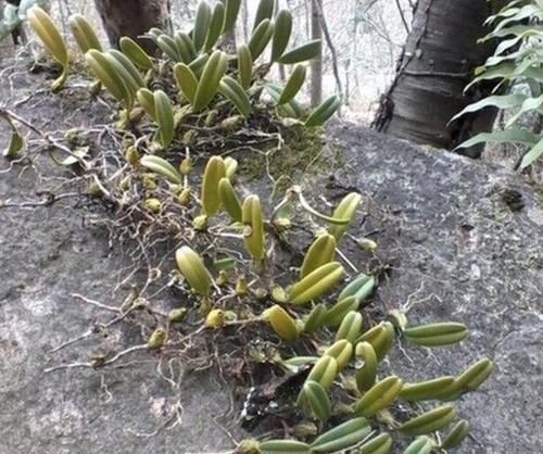 『种植物』岩石上，1种杂草“很独特”，其实珍贵，拔1棵少1棵，要保护！