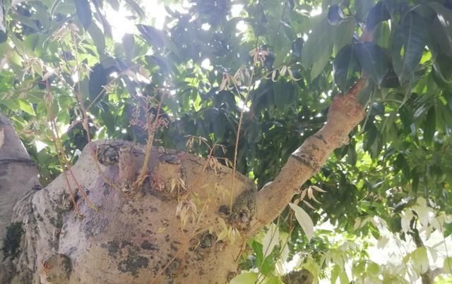  荔枝嫁接：嫁接桂味荔枝用什么做砧木？