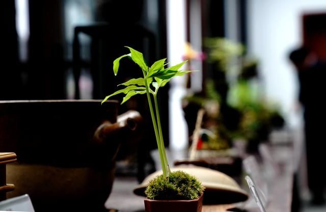 上海植物园草药园:山野草展沪上受青睐