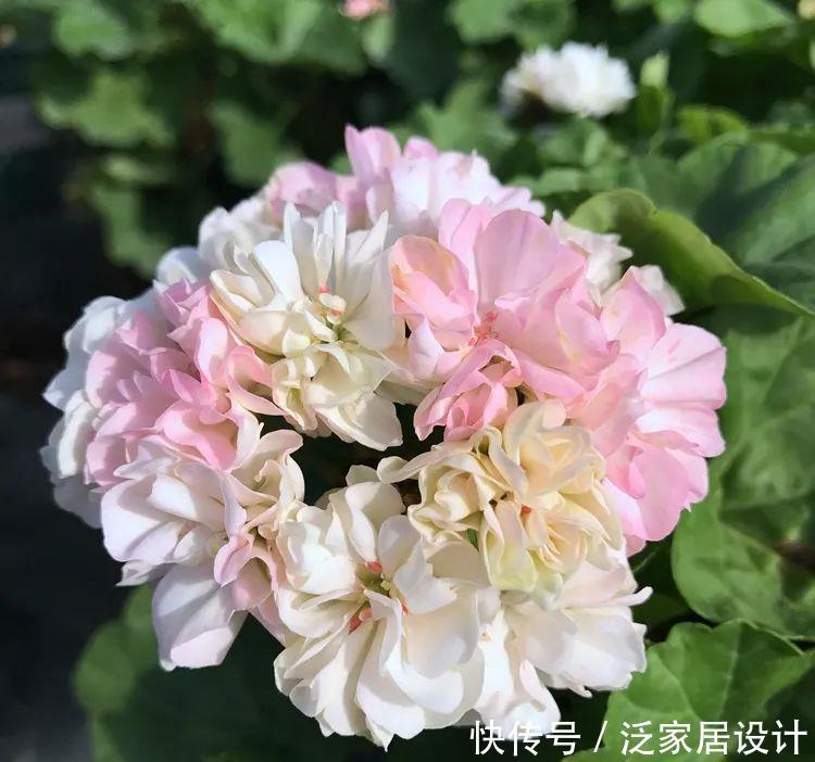 每种■110种天竺葵,每种都超美,看看你认识多少种?