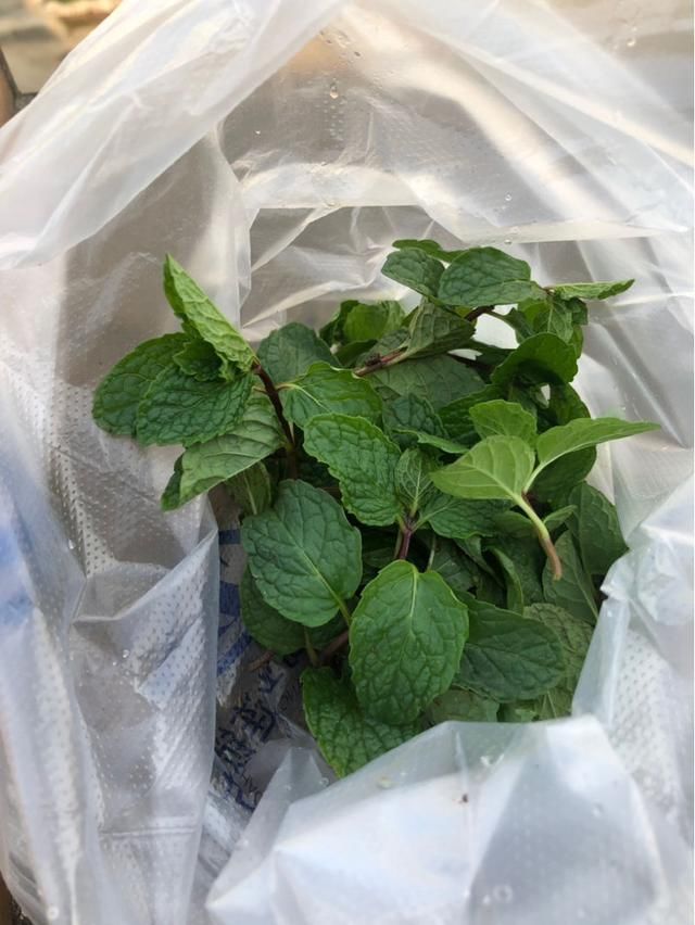 扦插■只用叶子也能扦插,这花把叶子剁5段,插到土里就能长成5盆花