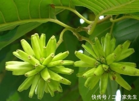  #列为#喜树被列为第一批国家重点保护野生植物，头状花序近球形