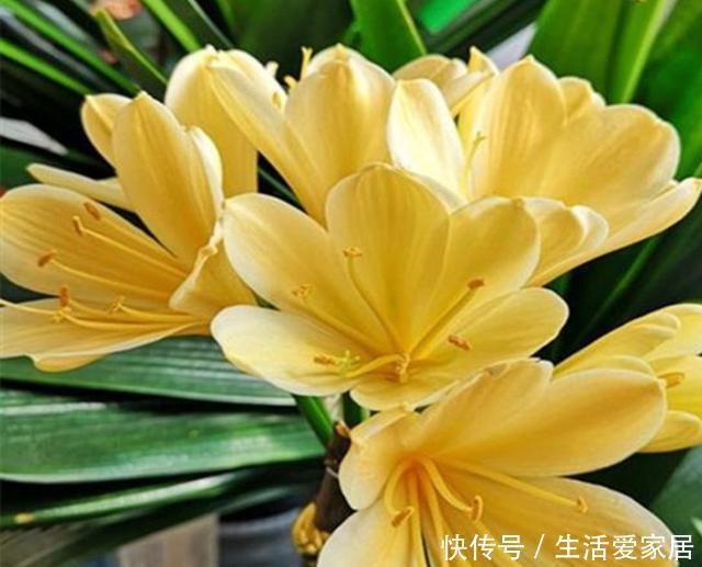 开爆|这3种花,堪称“开花机器”,学会几个“技巧”,一养就开爆盆