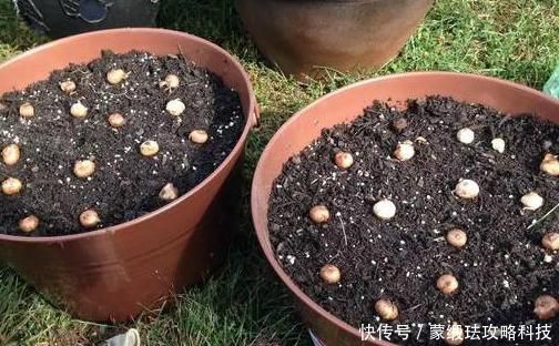  「家里」家里养花选品种有技巧：不要栽种前2款，室内盆栽后4款迎财运