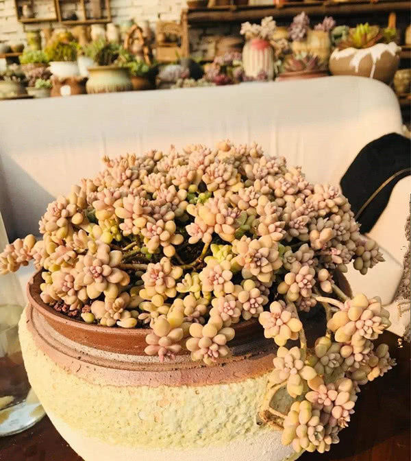『观赏价值』最值得入手的多肉植物,十块钱能买好几棵,“仙气”十足好养活!
