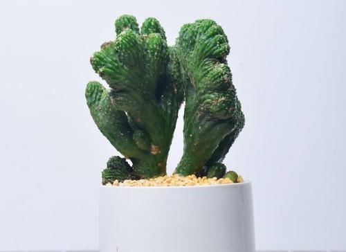  『寓意』镇宅旺财花草这四种是首选，寓意好旺事业，有钱人养的越来越多！