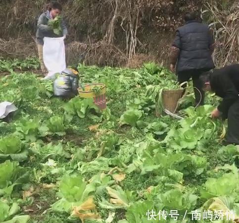 『收获』春天一边耕种 一边收获