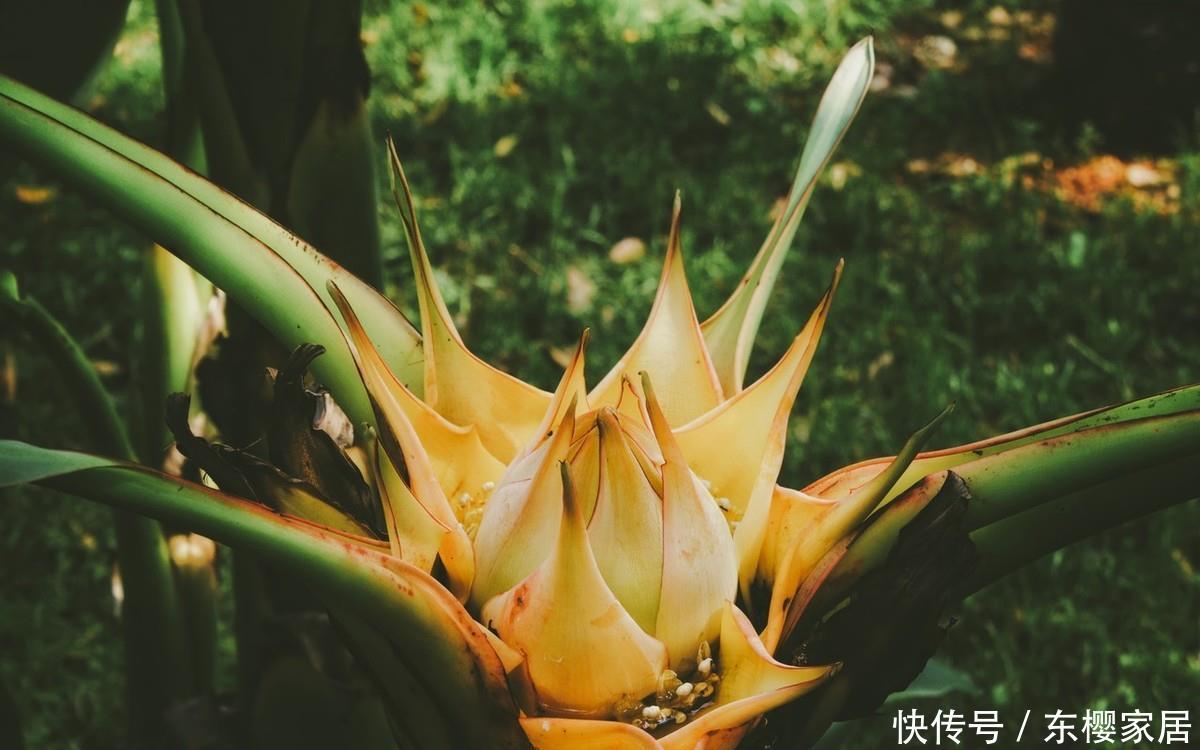  [家里]家里养花，3种花一定要养，花大色艳花期长，开花量大爆盆简单