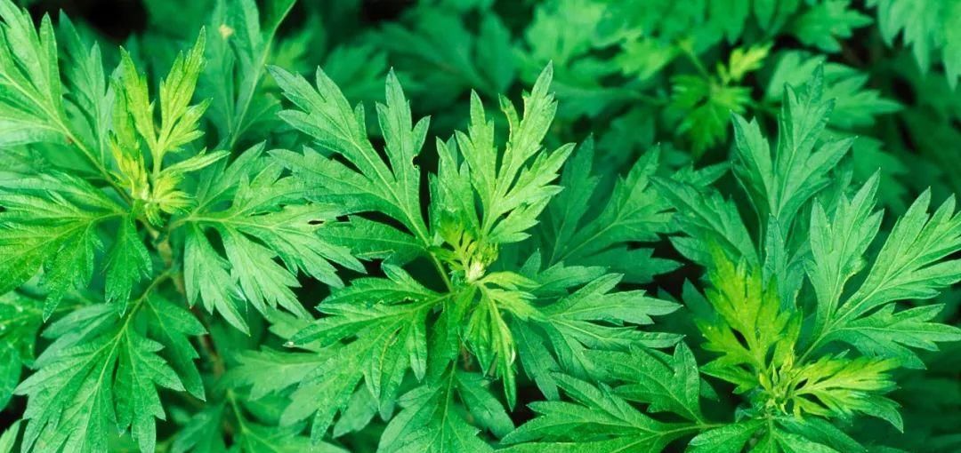  「臭草」农村一种“臭草”，农民对它很头疼，现在成了稀罕物，