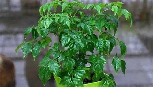  「常春」四季常春幸福树，枝繁叶茂超级美观，做好几点，让它在家轻松长大