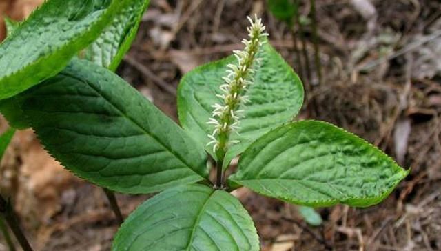  当今@这种野草，能除“四害”，人称“蛇见跑”，当今极为珍贵