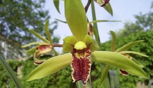  『烂根』养花烂根都有哪些原因？烂根什么表现？怎么正确处理烂根