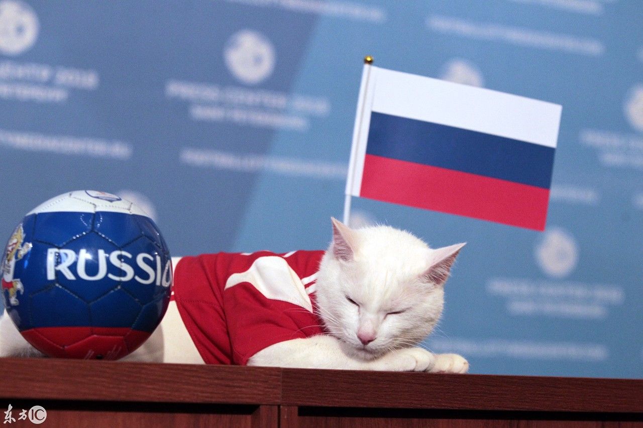 最可爱的预言家!俄罗斯警卫猫预测世界杯,接