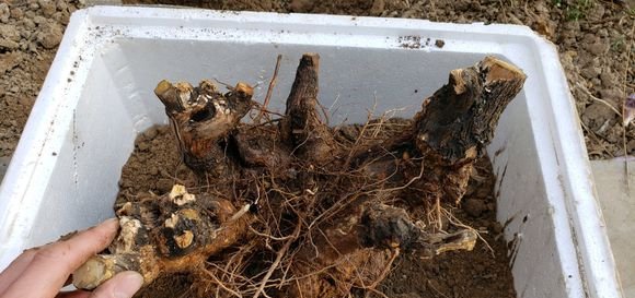  【黄荆】乡下的这棵树到处都长得快又结实，做盆景反而很有价值