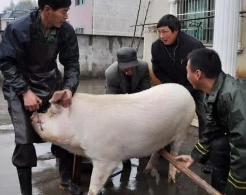  养殖户：养猪难，散养户未来的出路在哪里？