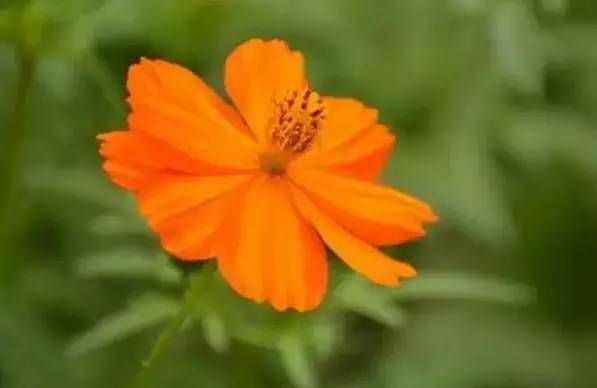 前方花海高能，这些花儿你能认出几种？
