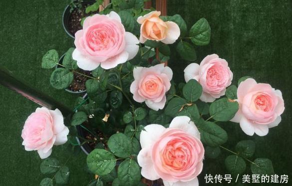  喜欢■新手养花，不如养盆花中精品“嫩竹玉笋”，风姿如画，清新脱俗