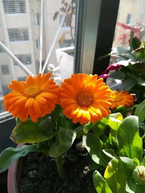  艳丽@养花，这5种花首选，花色艳丽花期长，2个月开满阳台