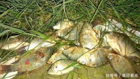  『罗非鱼』不能吃？陕西河道现罗非鱼，当地人担心危害本土鱼，钓起即踩死