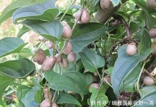  【植物】在农村，有1种椭圆的“野果”，以往叫它“山药豆”，珍贵、少见