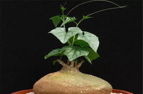  [植物]史上“最萌植物”的变态版来袭！