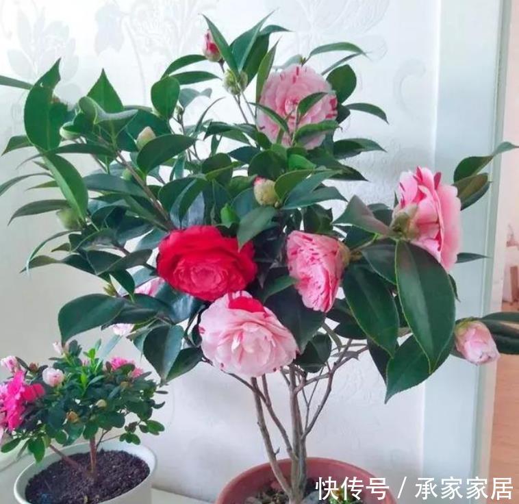  [艳丽]春天最适合养“5种花”，花色艳丽又好养，百花争艳，开成花园！