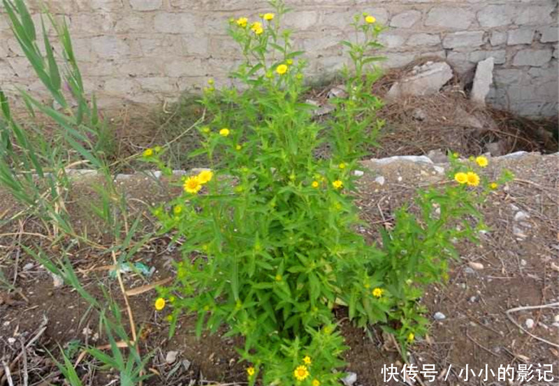 农村人把它当野菊花，却不知其珍贵，止咳良药，晒干120一斤