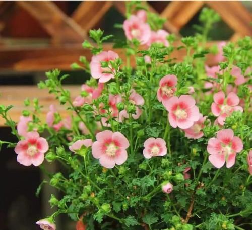  『甜蜜』家养3种“蜂蜜”花，生活甜蜜有滋味，心情愉悦，每天都是好日子