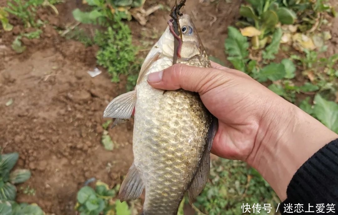  「新关东」野钓你最爱用哪种鱼钩？准备这3种钩型，足以应对80%的鱼情