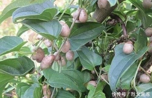  【植物】在农村，有1种椭圆的“野果”，以往叫它“山药豆”，珍贵、少见