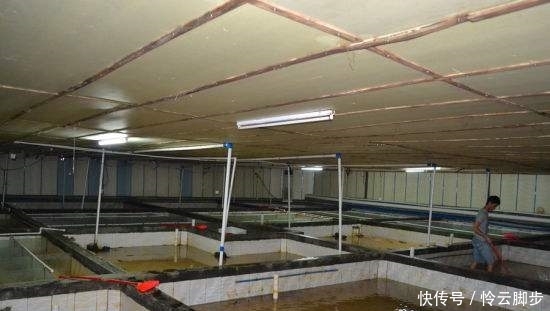  【保护动物】曾卖2千元一斤，如今价钱大跌，一斤不足百元，养了