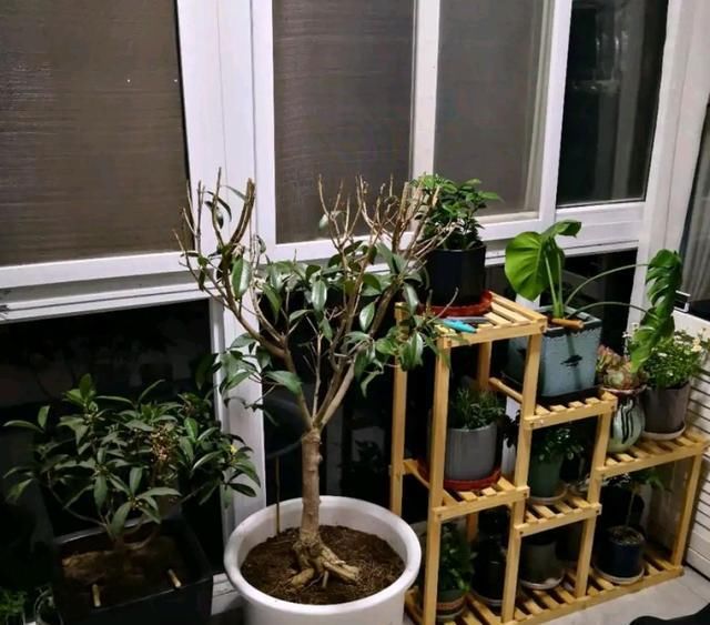  闷根■阳台上怎么养桂花?快掉光叶的桂花盆栽,做到3点,新芽使劲窜