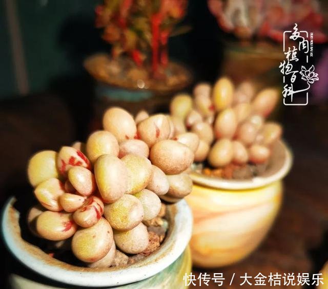  [黄皮乌木]养肉养花要用心，用心呵护，还你精彩每一天！